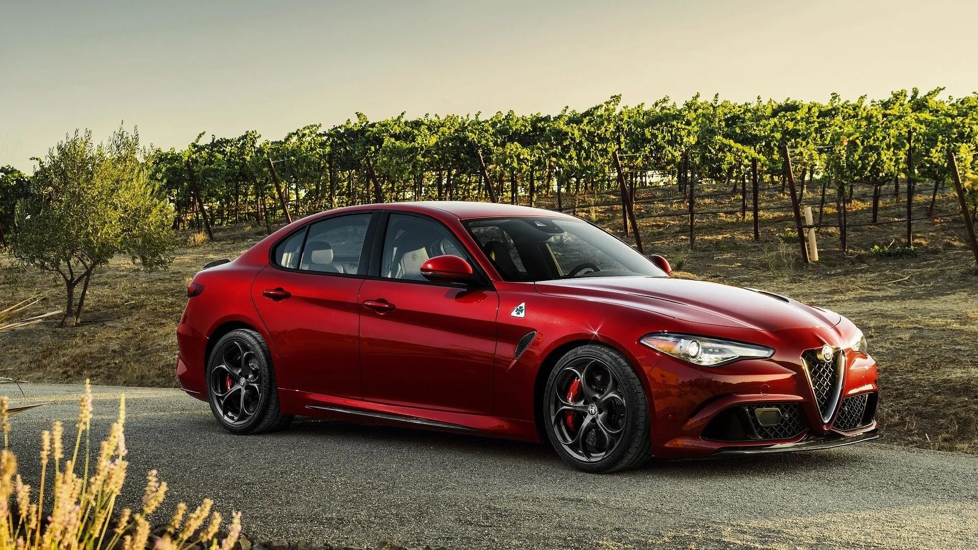 Alfa Romeo Giulia Quadrifoglio 2017 màu đỏ rực rỡ đỗ trước vườn nho, mang phong cách Ý độc đáo