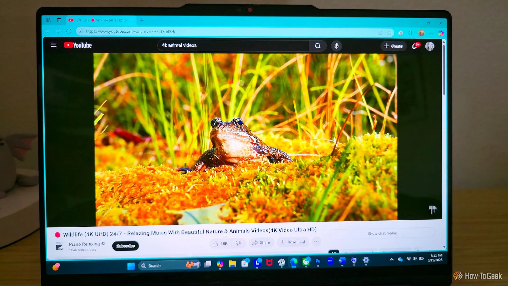 Laptop Lenovo Yoga 9i 2-in-1 Gen 10 Aura Edition đang chiếu video động vật 4K với hình ảnh con ếch.