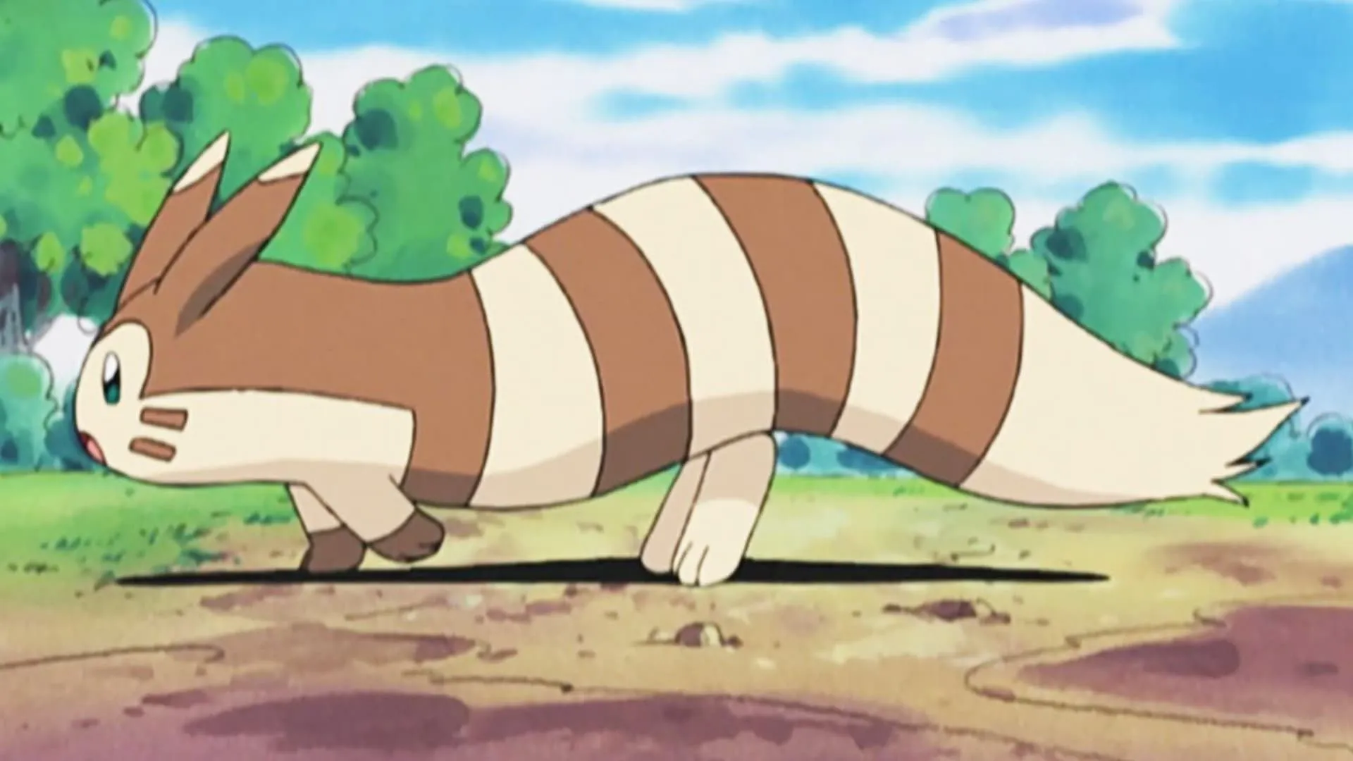 Furret di chuyển ngang trong anime Pokémon