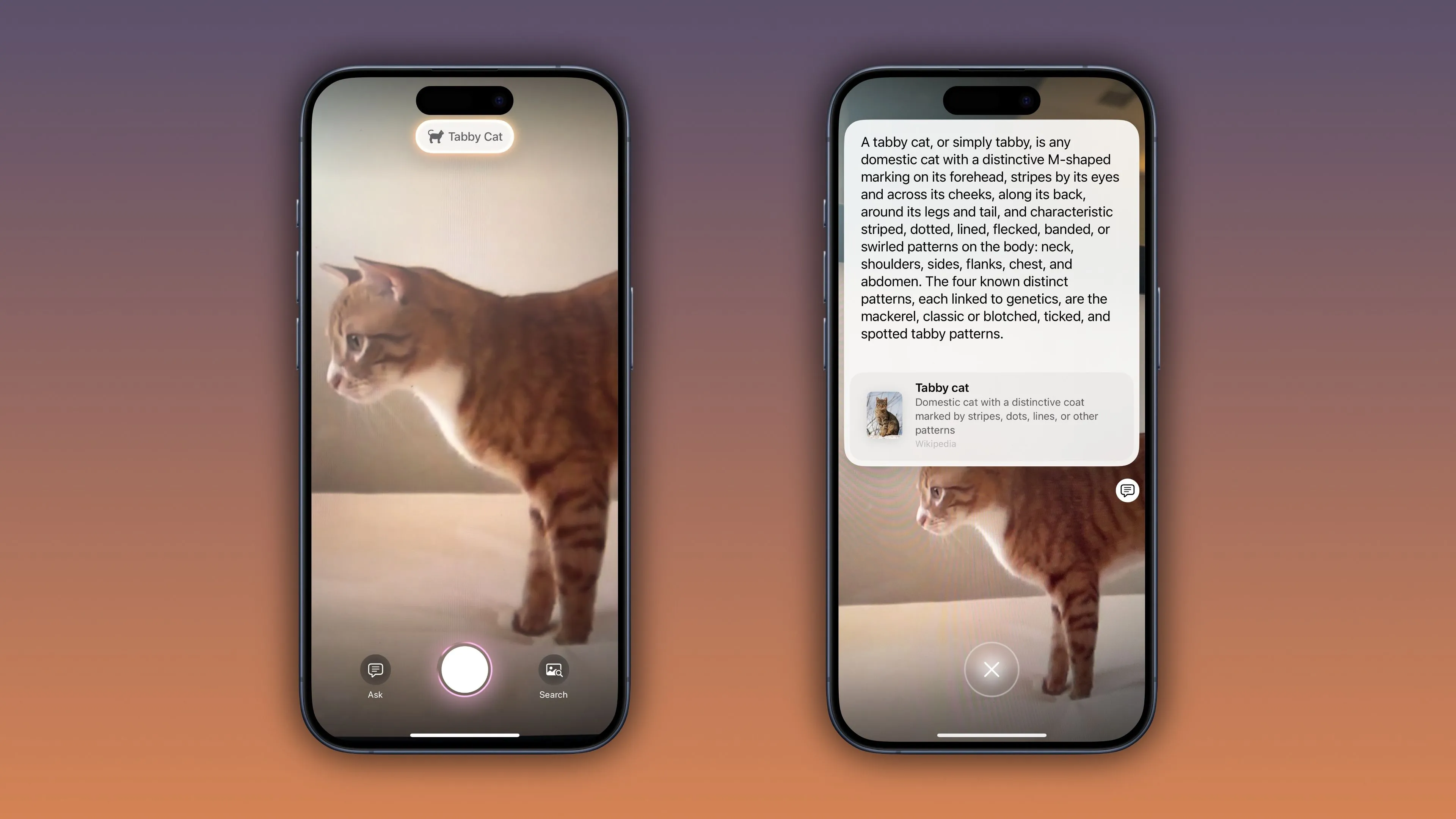 Ví dụ Visual Intelligence iOS 18.3 nhận diện động vật - Mèo Tabby