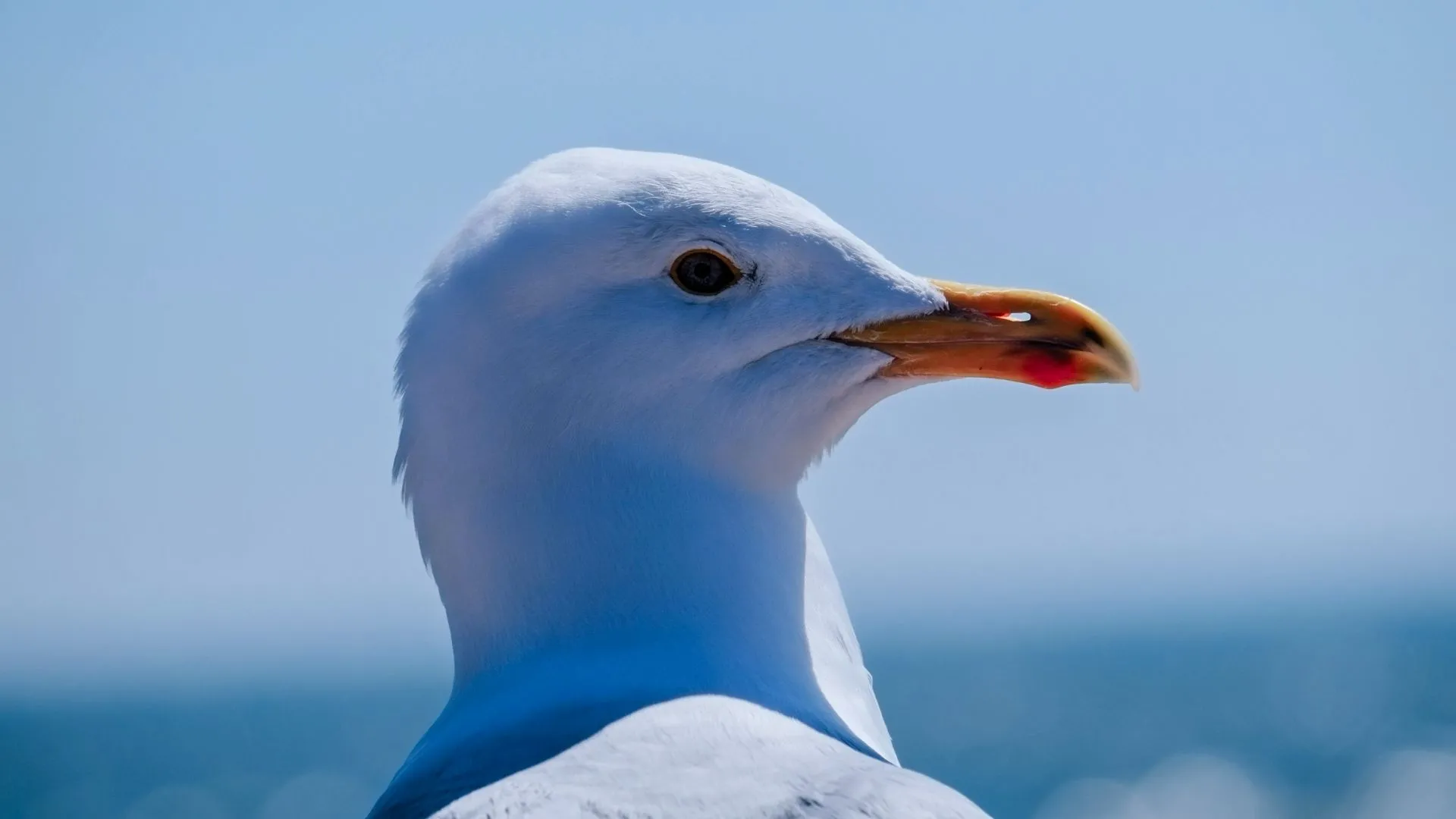 Cận cảnh chim hải âu với hậu cảnh được làm mờ và đơn giản